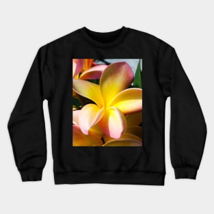 plumeria-flowers-frangipani-floral-blossom-petal-bloom-shirtyshirto-28 Crewneck Sweatshirt